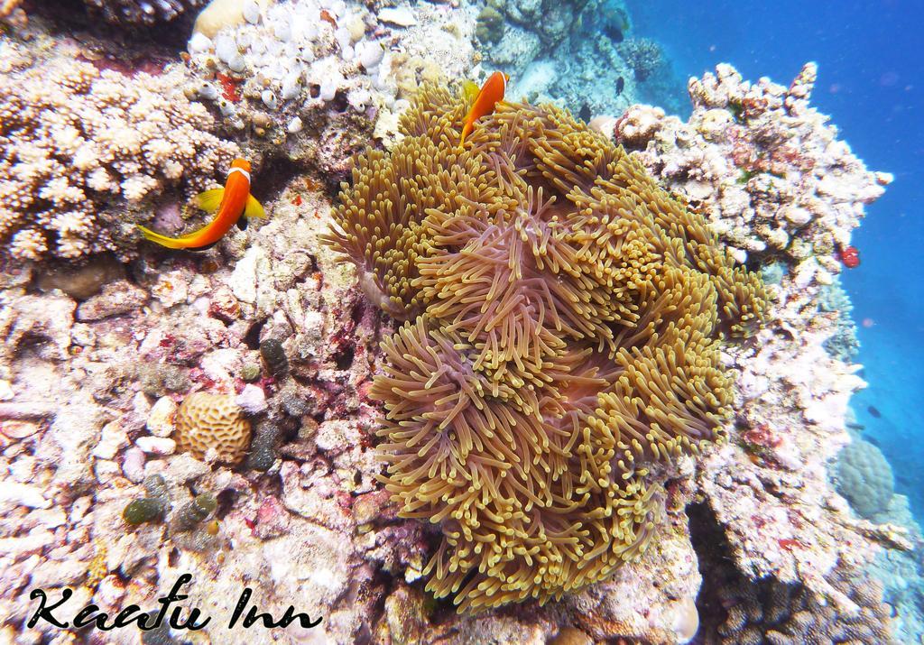Kaafu Inn Guraidhoo Guraidhoo (Kaafu Atoll) Exterior foto